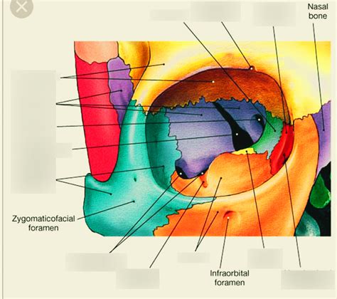 Human Eye Socket Anatomy