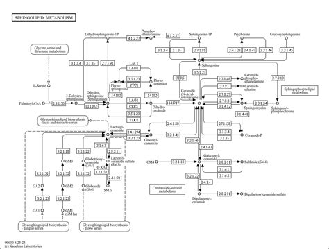 KEGG PATHWAY: Sphingolipid metabolism - Reference pathway