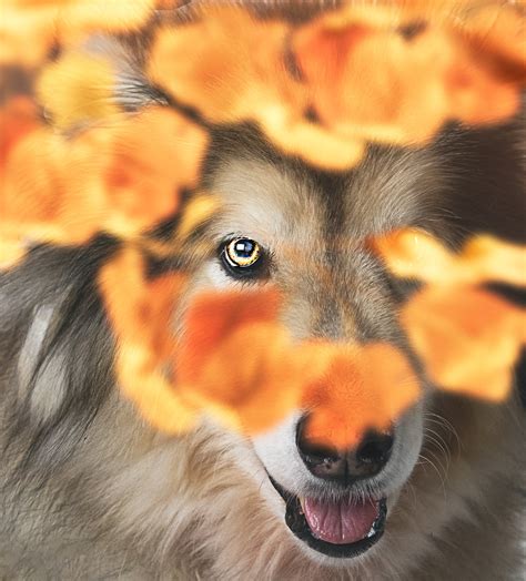 Autumn's Dogs on Behance