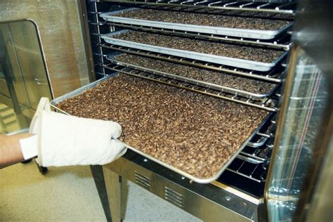 I ate crickets because they're the future of food | Commercial farming ...