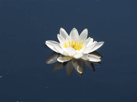 Free photo: water flower, flower, nature, green, lily, water Lily, pond ...