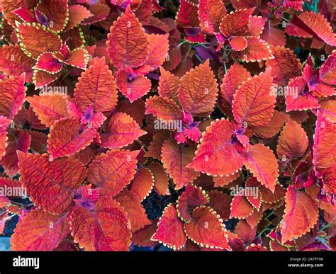 Coleus plants at rose garden hi-res stock photography and images - Alamy