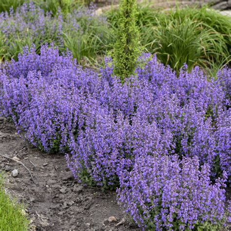 'Cat's Pajamas' - Catmint - Nepeta hybrid | Proven Winners