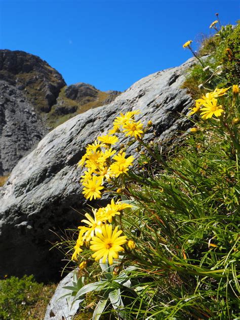 Alpine flowers in New Zealand