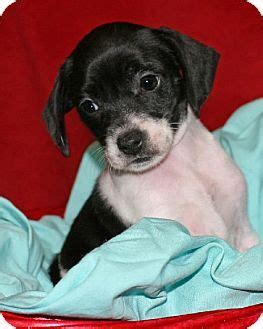 Rat Terrier/Beagle Mix Puppy for adoption in Rochester, New York ...