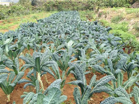 Field of kale | Plants, Farmer, Propagation