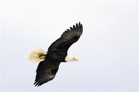 Águila calva volando | Foto Premium