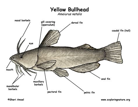 [DIAGRAM] Tilapia Fish Label Diagram - MYDIAGRAM.ONLINE