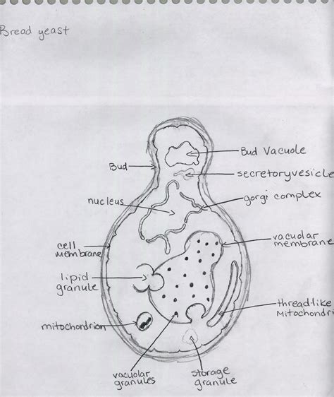 Cell Types and Structure: Yeast Illustration