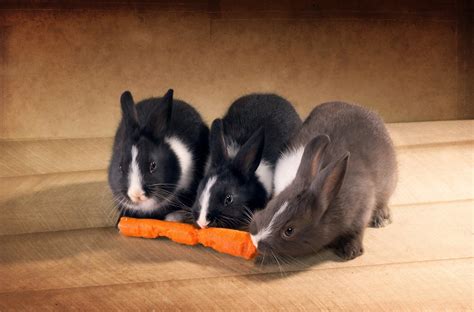 Download Carrot Animal Rabbit HD Wallpaper