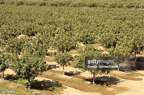 301 Pistachio Farm Stock Photos, High-Res Pictures, and Images - Getty ...