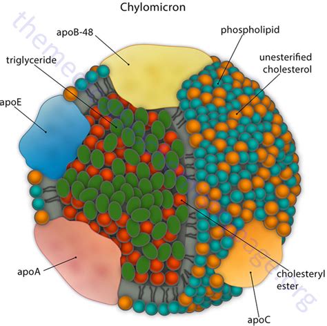 Hdl Vs Ldl Structure