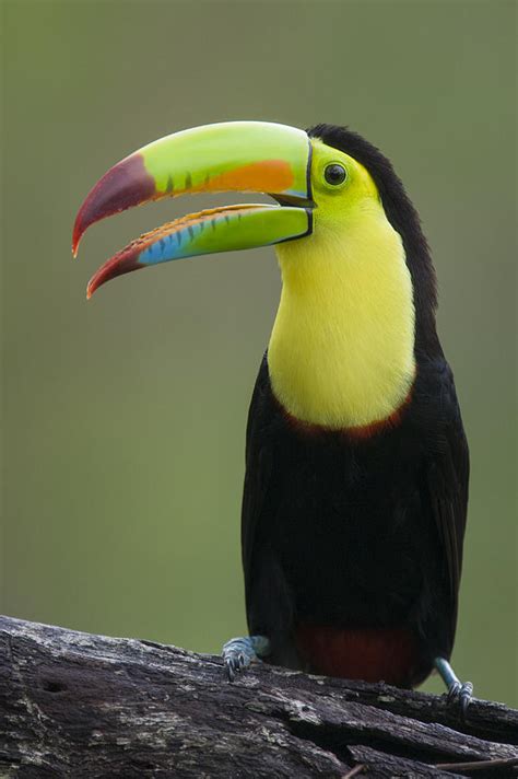 Keel-billed Toucan Calling Costa Rica Photograph by Suzi Eszterhas - Pixels