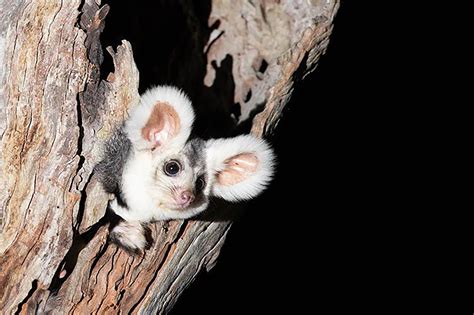 Two new species of marsupials discovered in Australia