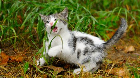 Perennial Plants Your Kitty Will Love - Realty Times