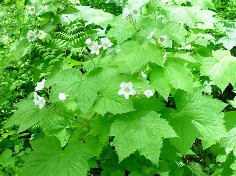 Rubus parviflorus thimbleberry - growiser.net