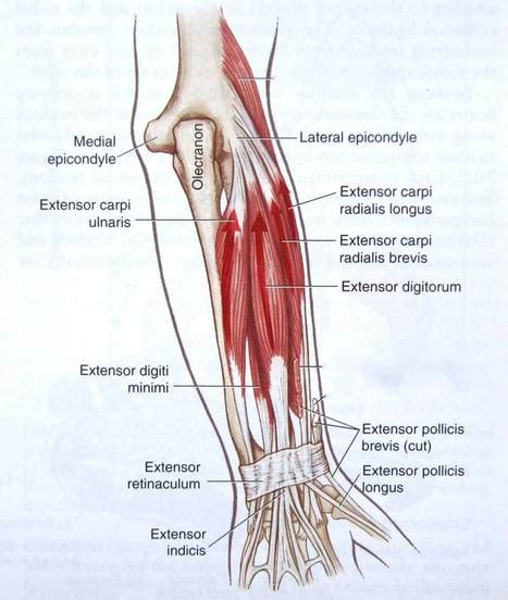 Extensor Carpi Radialis Brevis Muscle – Definition, Location, Function ...