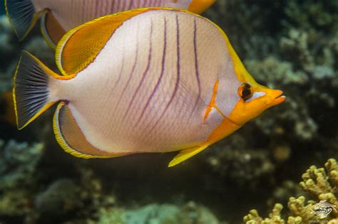 Details about Yellow-dotted butterflyfish Chaetodon selene Taxidermy Oddities Curios Sporting ...