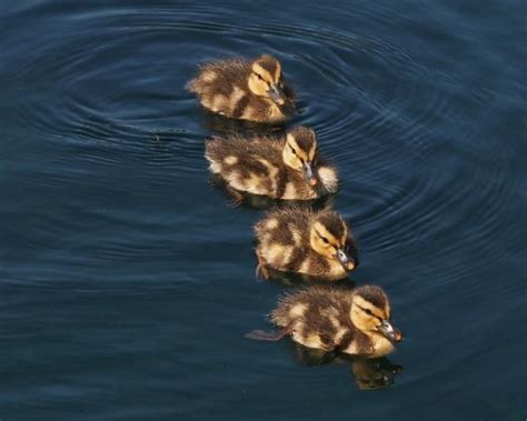 Ducklings Swimming