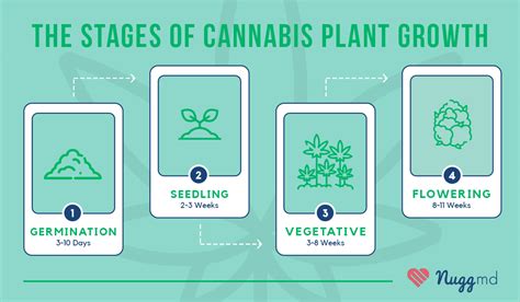 The 4 Stages of Growing Weed (from Germination to Harvest) | NuggMD