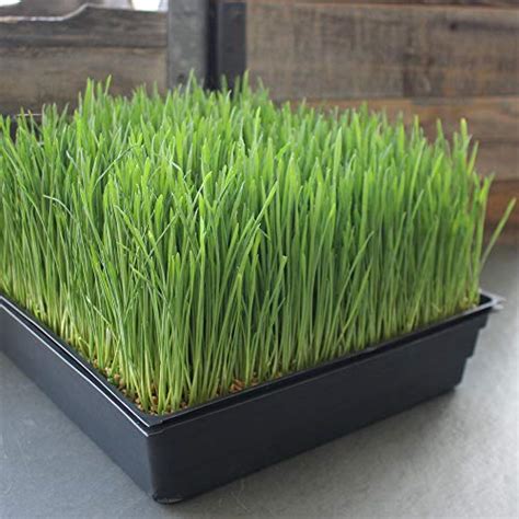 5-Pack 10x10 Garden Growing Trays Without Drain Holes - 10" x 10" Plastic Plant Trays No Holes ...