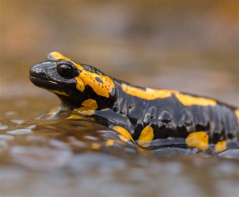 Fire salamander | San Diego Zoo Wildlife Explorers