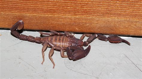 Cuyamaca Woods Mountain Journal: An Interesting Scorpion...IN the House