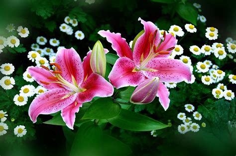 Easter Lilies | Pink flowers wallpaper, Lily flower, Lily wallpaper