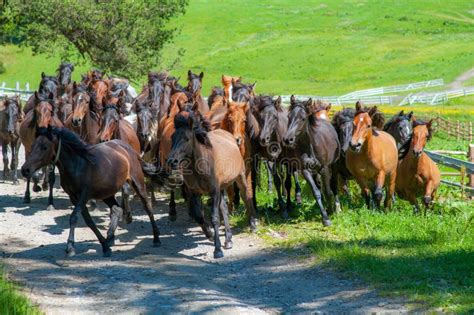 Large Herd of Horses Running on a Meadow Stock Image - Image of animal, clean: 26338145