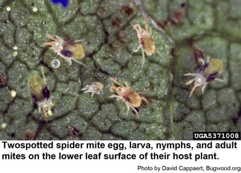 Twospotted Spider Mites on Landscape Plants | NC State Extension Publications