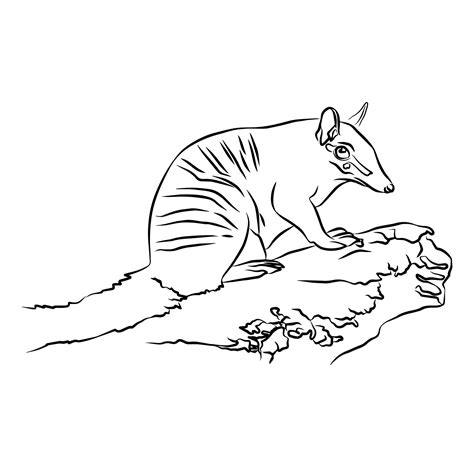 The numbat habitat painting is very beautiful. 9197938 Vector Art at ...