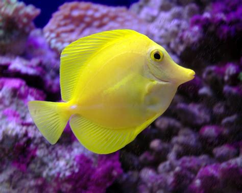 Aquarium fishes Manufacturer in Tamil Nadu India by Aquarium Marine World | ID - 276594