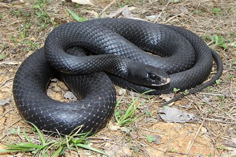 Black Racer Snake Facts, Habitat, Diet, Adaptation, Pictures