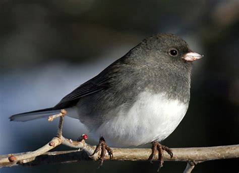 As Birds of Summer Return, Junco Birds Flee to Colder Latitudes | ActionHub