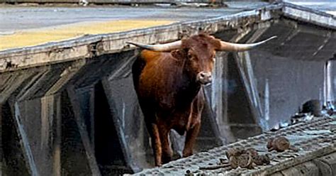 Ricardo, the bull that ran wild on New Jersey Transit tracks, has been fighting an infection ...