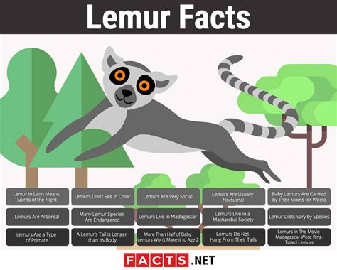 Top 15 Facts about Lemurs - Origin, Behavior, Diet & More - Facts.net