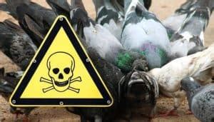 Pigeon Poison: Why You Shouldn’t Use It – Pigeonpedia