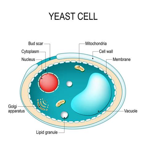 Yeast Cells Illustrations, Royalty-Free Vector Graphics & Clip Art - iStock