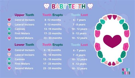 Kute Keiki: Baby Teeth Order Teething Chart