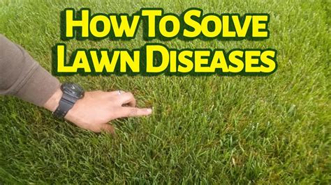 Brown Patch Fungus Fescue Lawn - cruisemultifiles