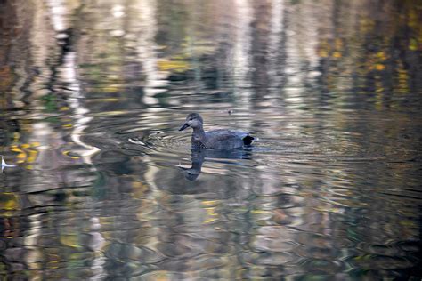 Gadwall male | BirdForum