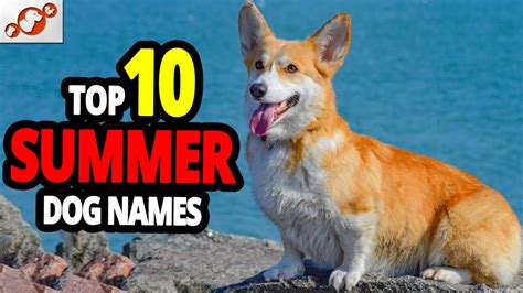 🐕 Summer Dog Names - TOP 10 Summer Dog Names For Males & Females! - YouTube