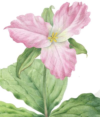 Botanical Prints - Trillium grandiflorum limited edition Giclee art print by Margaret Saul