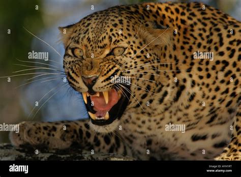 Snarling leopard hi-res stock photography and images - Alamy