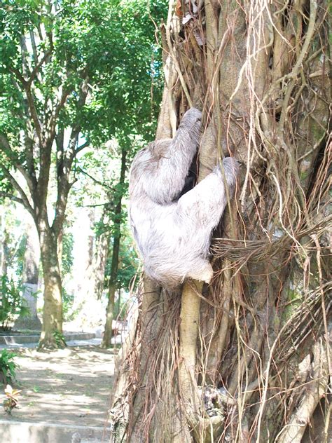 Sloth in Costa Rica | Garden sculpture, Outdoor decor, Outdoor