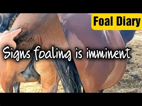 How to tell your mares about to give birth. Imminent foaling signs ...