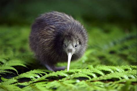 🦃 Kiwi: Características y Curiosidades » Animales Salvajes