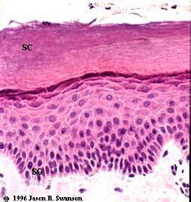 Stratum corneum