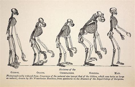 1863 Huxley From Ape To Man Evolution Photograph by Paul D Stewart - Pixels