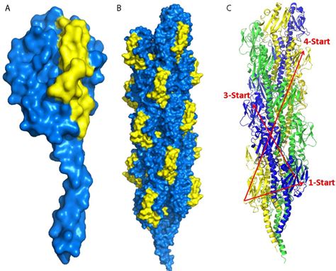 Figure 1.4 from Interactions of Neisseria meningitidis with the human ...